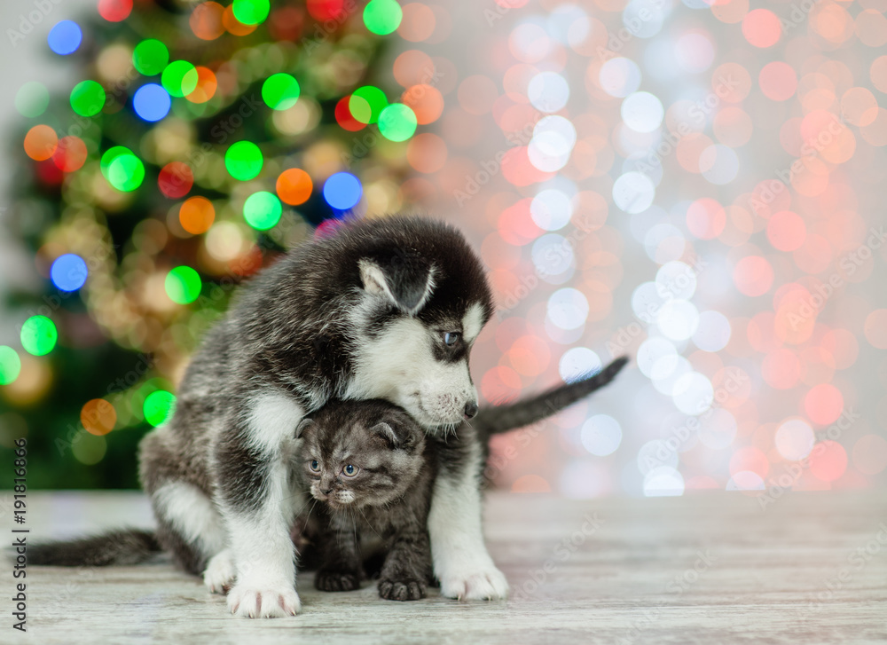 Obraz premium Husky puppy hugging kitten on a background of the Christmas tree