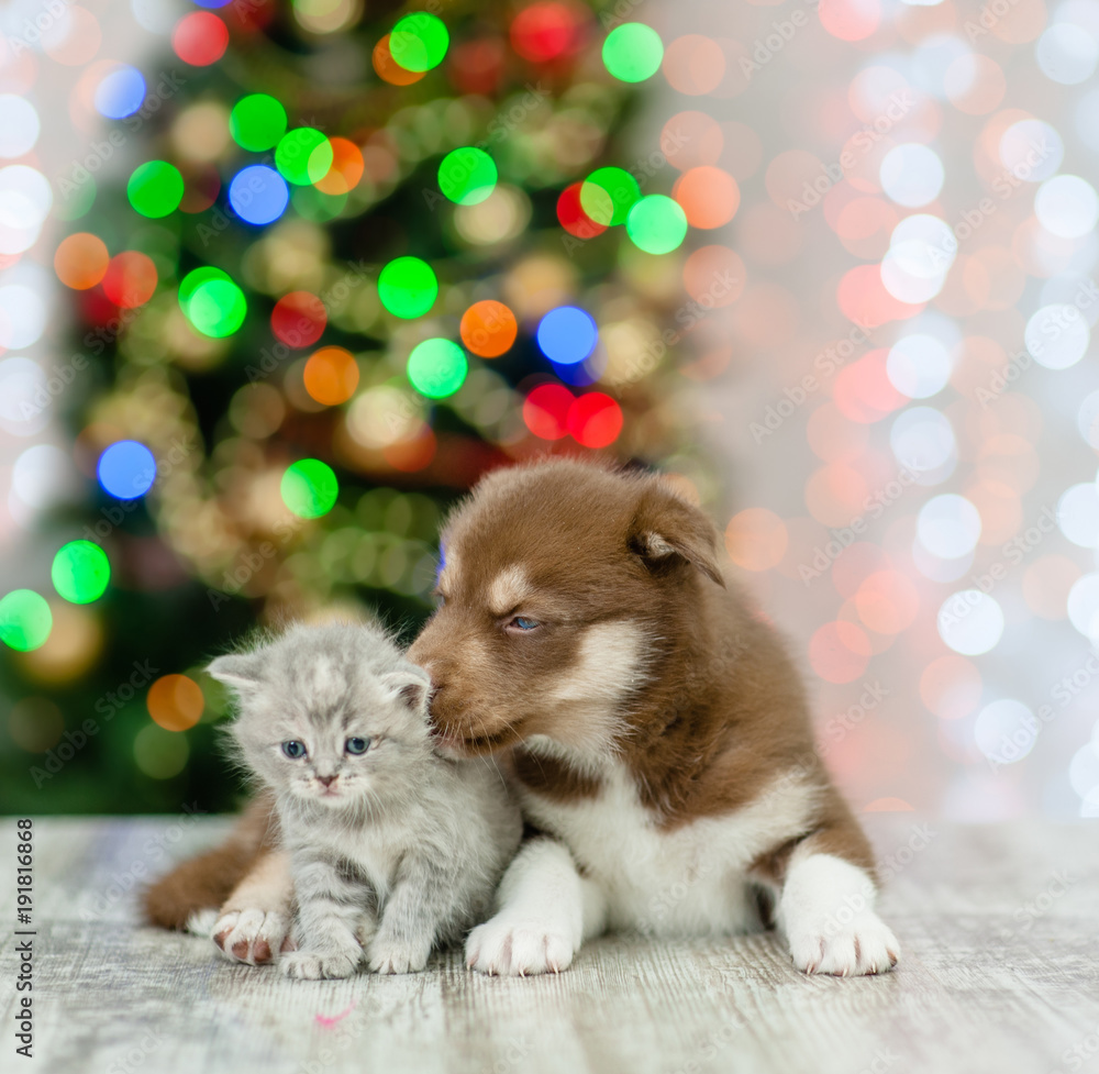Husky puppy licking kitten on a background of the Christmas tree Husky puppy licking kitten on a background of the Christmas tree