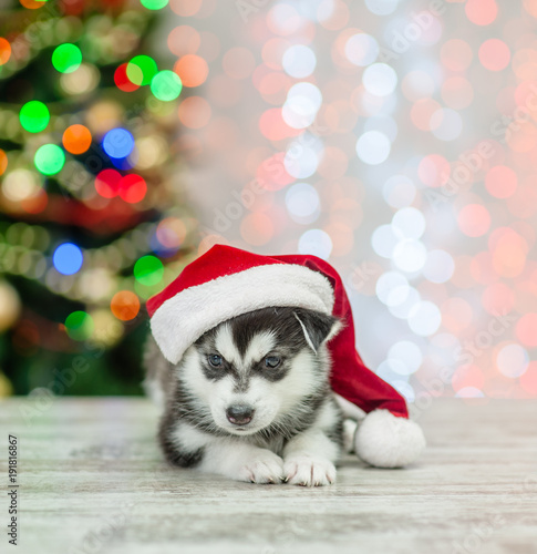 Husky puppy lying in red sata hat lying on a background of the Christmas tree © Ermolaev Alexandr