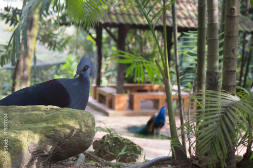 Canvas Print Peacocks