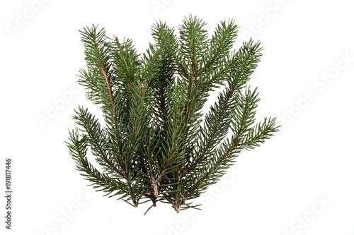 branch of Christmas tree isolated on white background