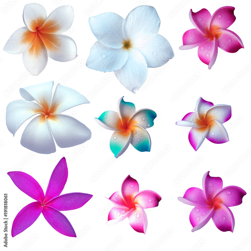  fleurs de frangipanier 