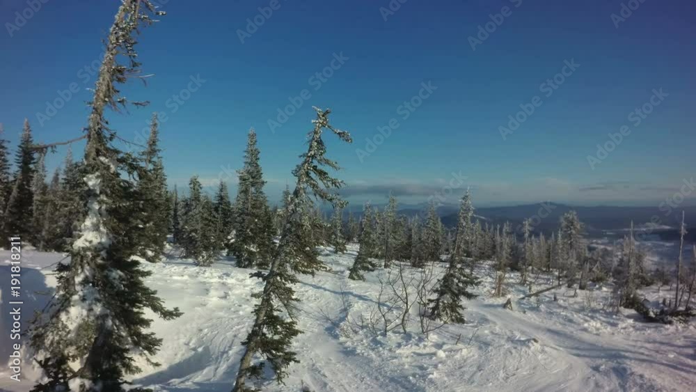 Movement near fir trees covered by snow on the slope of mountain at sunny winter day Movement near fir trees covered by snow on the slope of mountain at sunny winter day