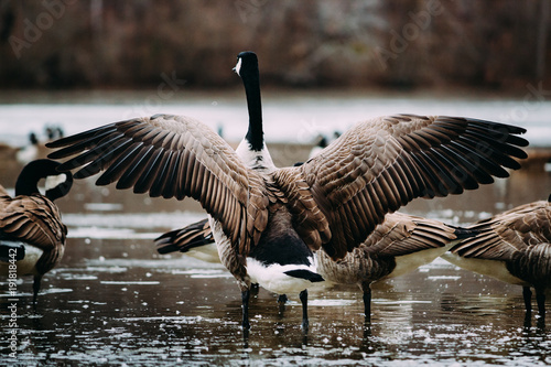 goose