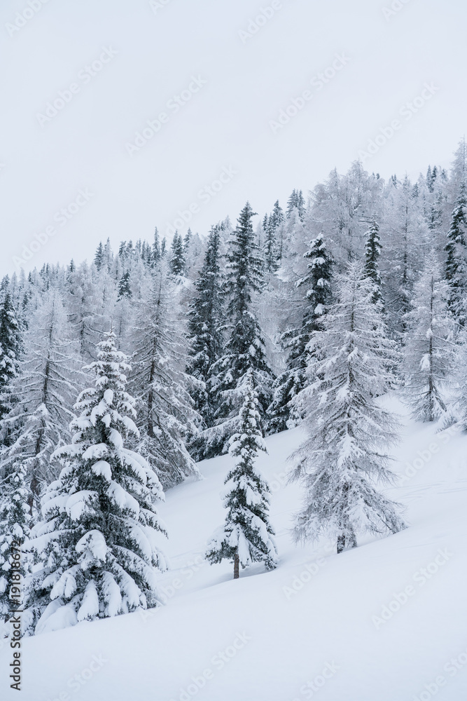 Verschneiter Wald in Schneelandschaft Verschneiter Wald in Schneelandschaft