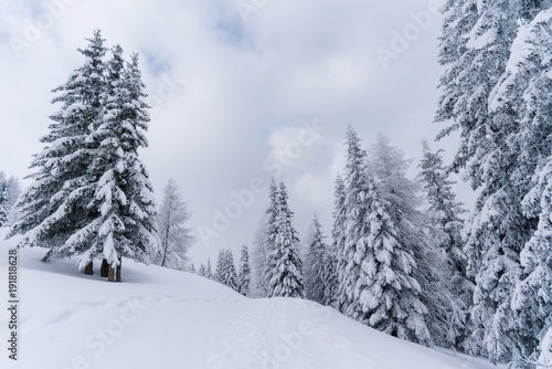 Verschneiter Wald in Schneelandschaft © Nena