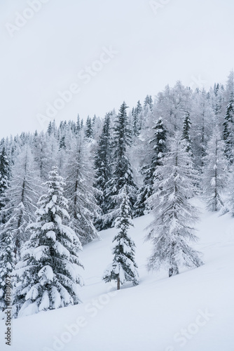 Verschneiter Wald in Schneelandschaft