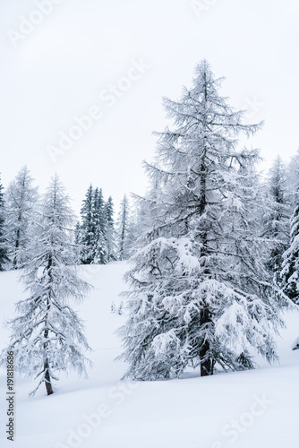 Verschneiter Wald in Schneelandschaft