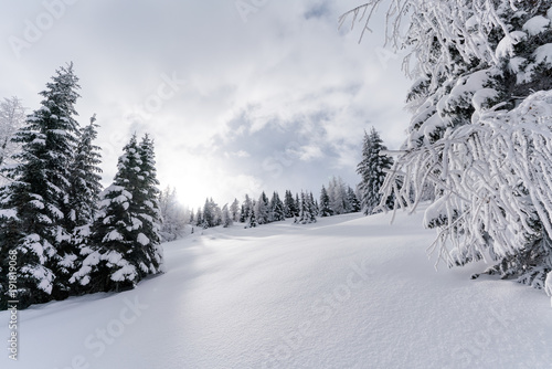 Unberührte Schneelandschaft mit Sonnenschein und Wald