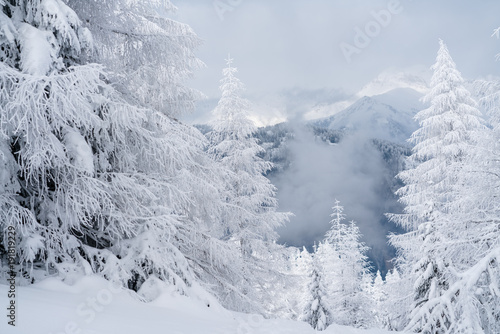 Verschneiter Baum in Schneelandschaft mit Sonne und blauem Himmel