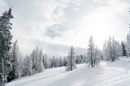 Verschneiter Baum in Schneelandschaft mit Sonne und blauem Himmel