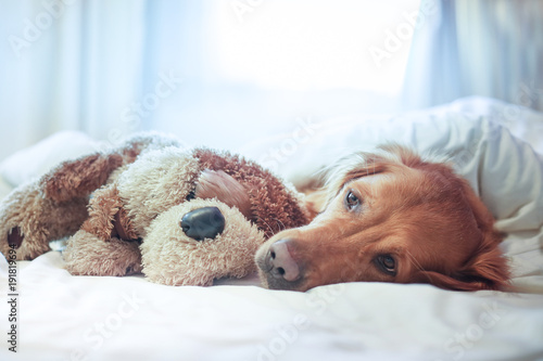Golden Retriever im Bett mit Stofftier