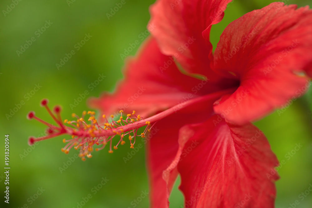 Hibiscus flower close-up