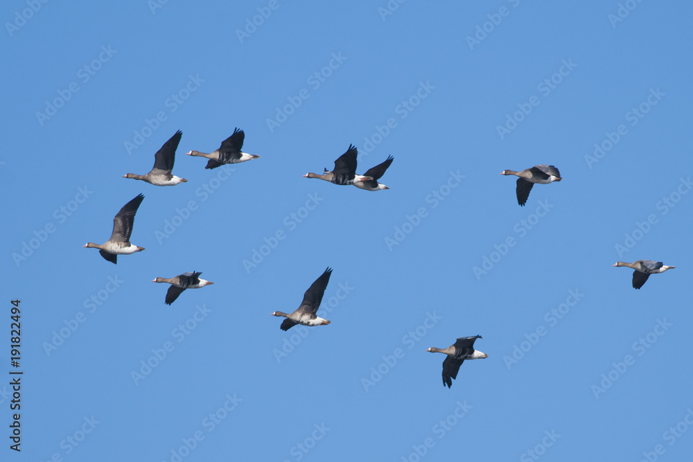 Fototapeta premium White Fronted Geese Flock