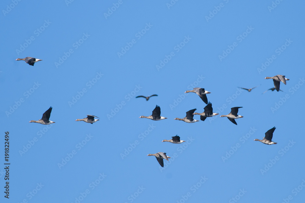 Obraz premium White Fronted Geese Flock