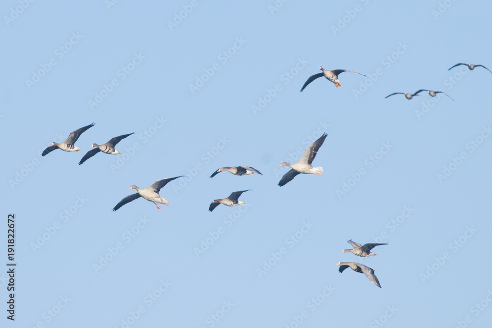 Fototapeta premium White fronted Goose
