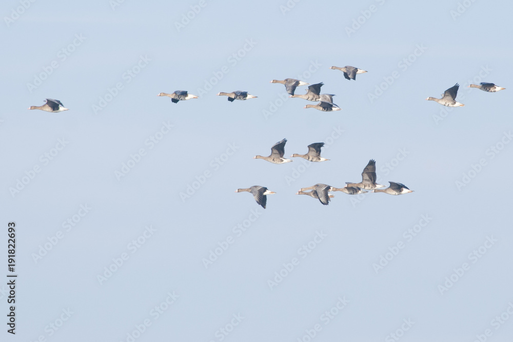 White fronted Goose