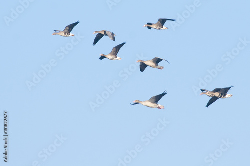 White fronted Goose
