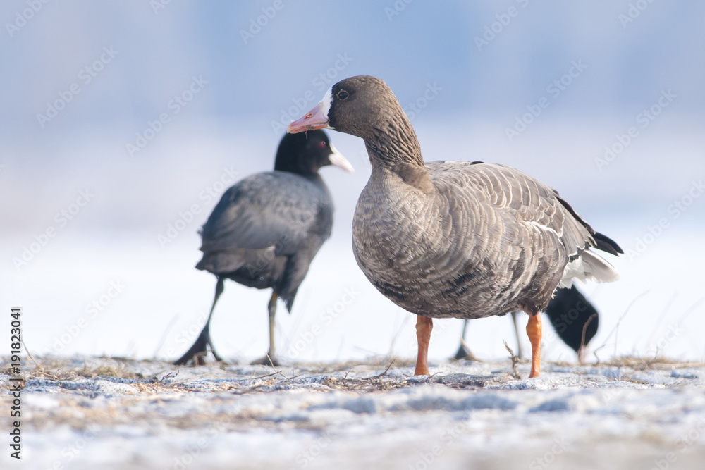 White Fronted Goose White Fronted Goose