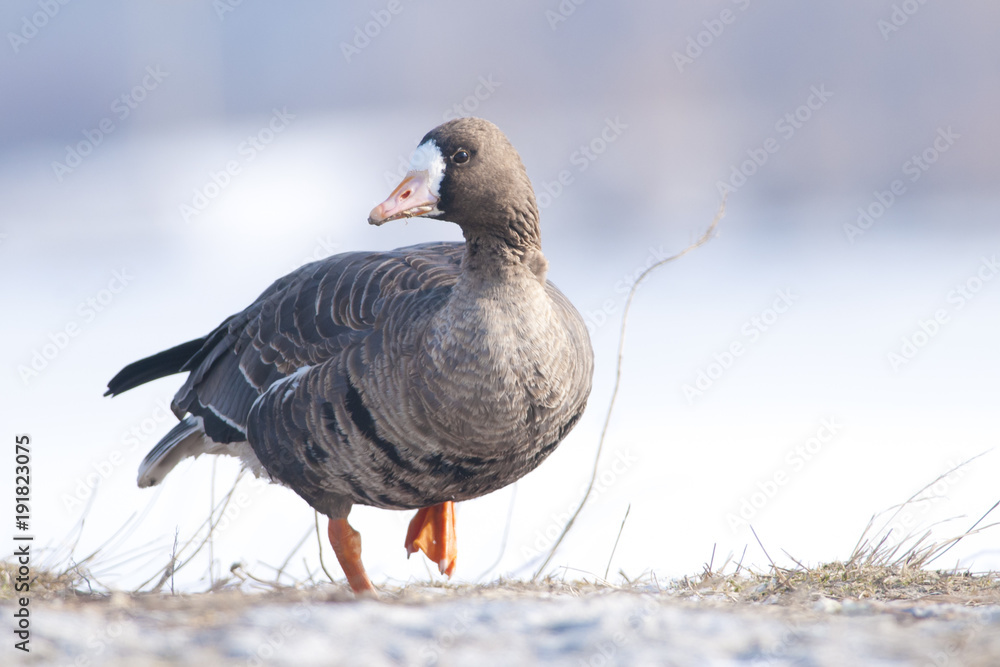 White Fronted Goose White Fronted Goose