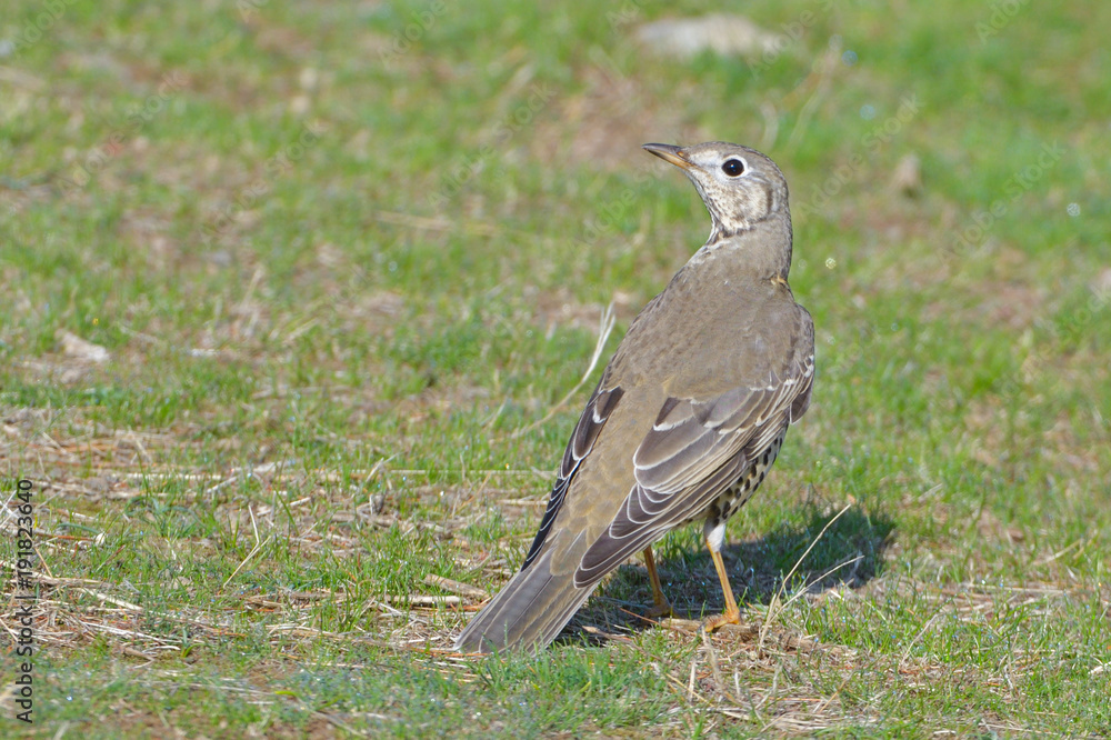 Obraz premium Mistle Thrush (Turdus Viscivorus) on a Meadow