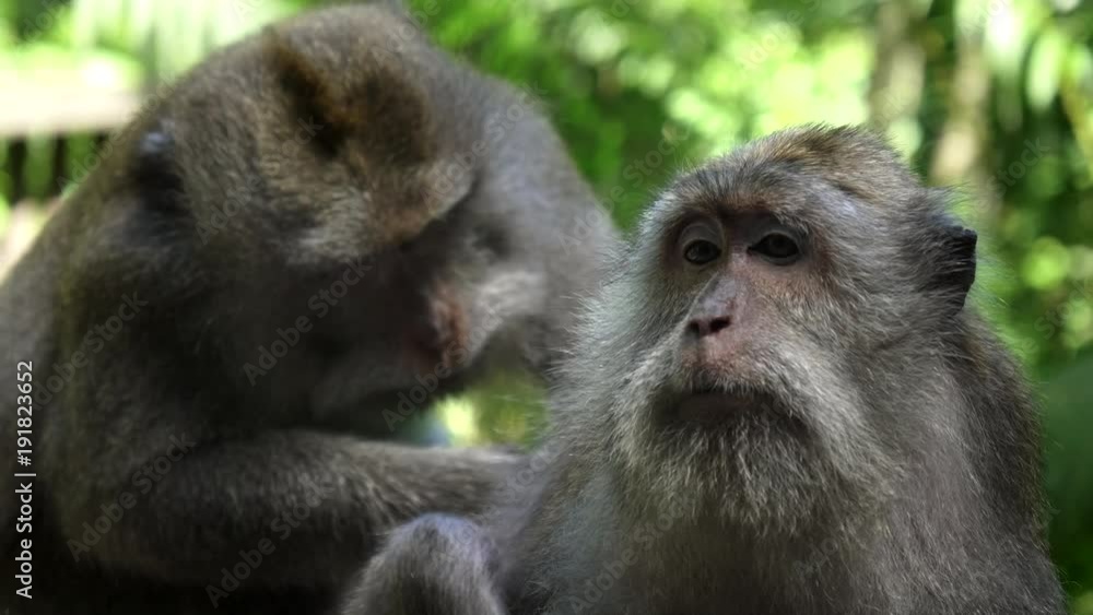 close up of a macaque being deloused by another at the monkey forest in ubud on the island of bali, indonesia close up of a macaque being deloused by another at the monkey forest in ubud on the island of bali, indonesia