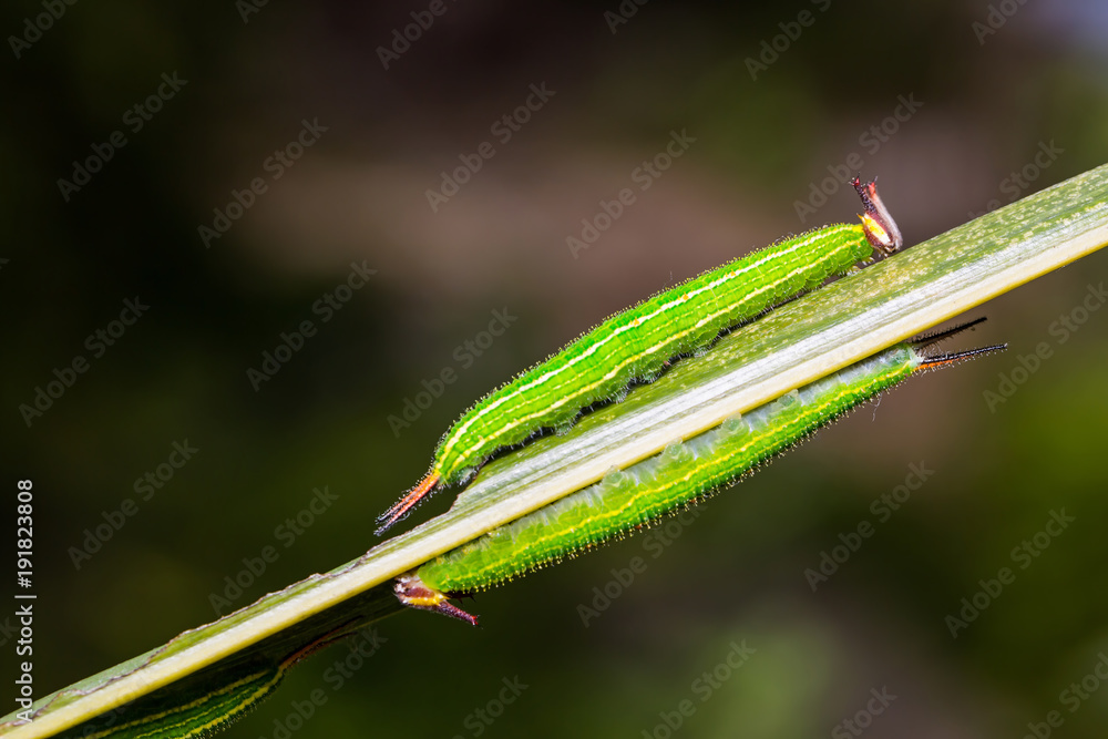 Common Palmfly (Elymnias hypermnestra) caterpillars
