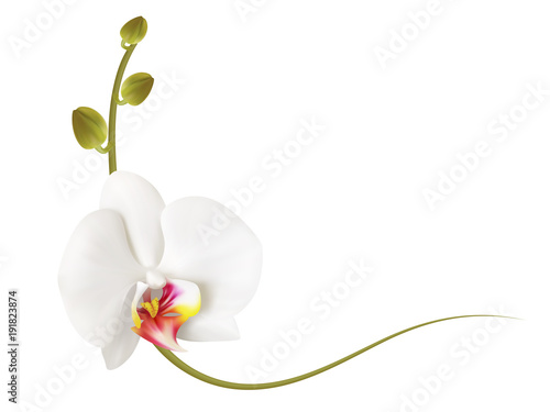 Realistic white orchid frame, corner.