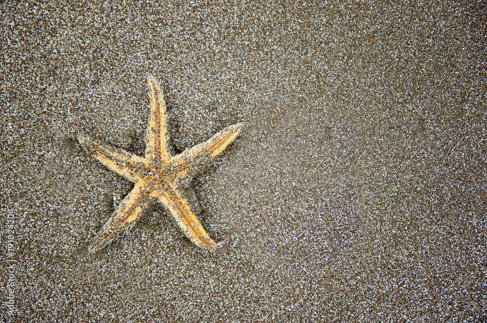 Close up of yellow starfish lying in the sand. Seashell on the sandy beach. Close up of yellow starfish lying in the sand. Seashell on the sandy beach.