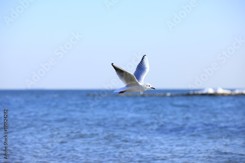 The beautiful seagulls are on the beach © zhengzaishanchu
