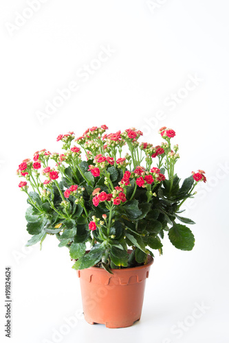 Fototapeta Naklejka Na Ścianę i Meble -  The beautiful red rock rose flowers in flower pot  is on white background.