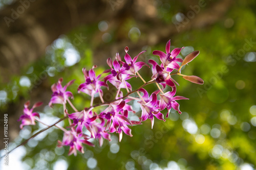 Light purple color Phalaenopsis orchid flowers with natural green background.