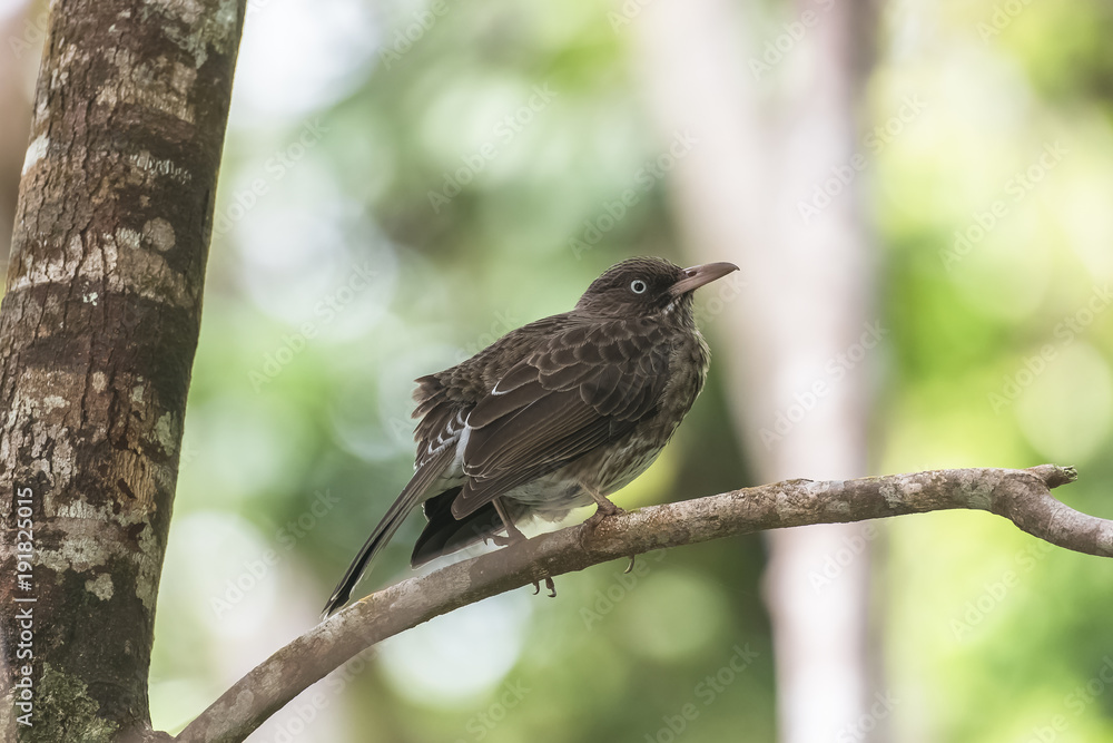Scaly-breasted thrasher, bird standing on a branch in Guadeloupe
Scaly-breasted thrasher, bird standing on a branch in Guadeloupe