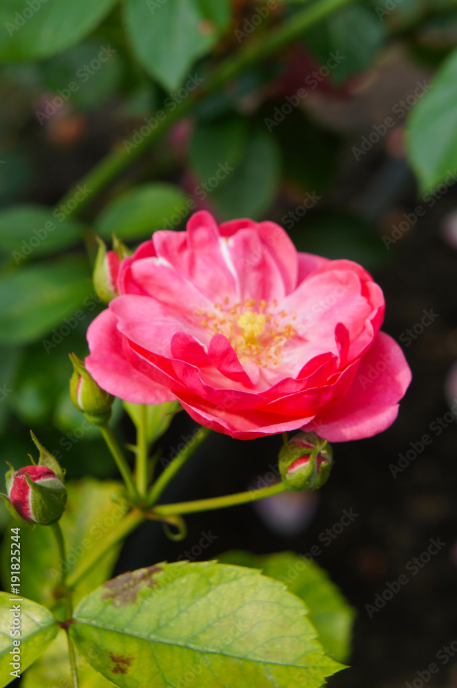 Floribunda pink rose angela with green foliage Floribunda pink rose angela with green foliage
