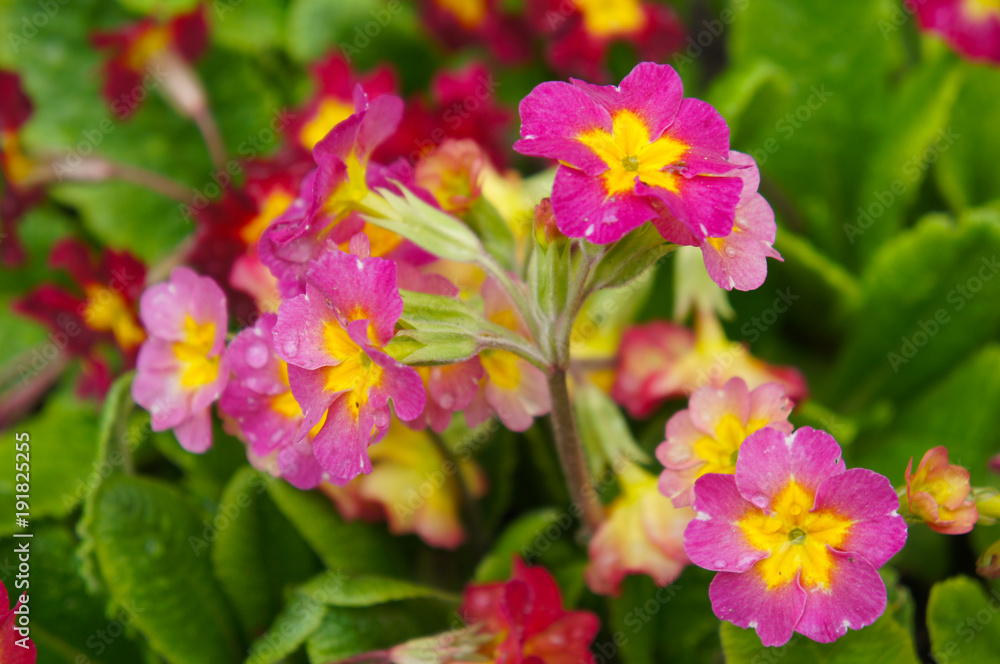 Primula or primrose red flowers with yellow core with green