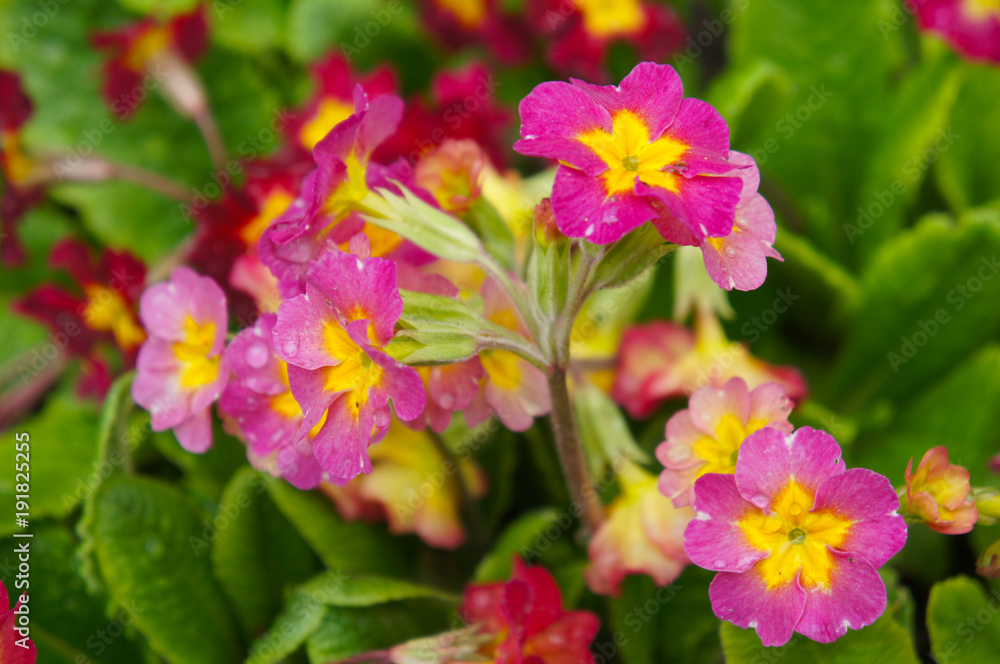 Primula or primrose red flowers with yellow core with green Primula or primrose red flowers with yellow core with green