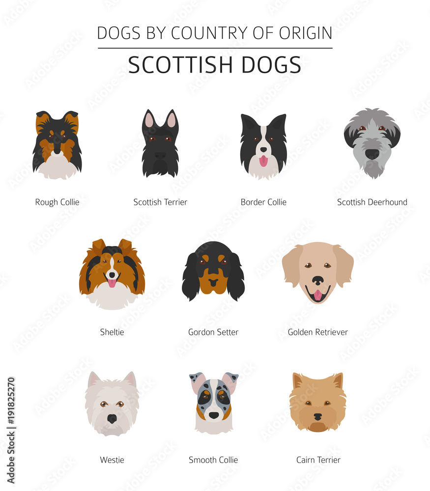 How Do I Get A Dog Breeding License