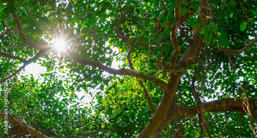 Sunlight shines through green leaves of banyan tree.