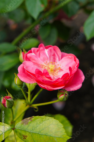 Wallpaper Mural Floribunda pink rose angela with green foliage Torontodigital.ca