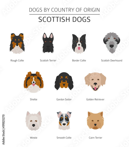 Dogs by country of origin. Scottish dog breeds. Infographic template