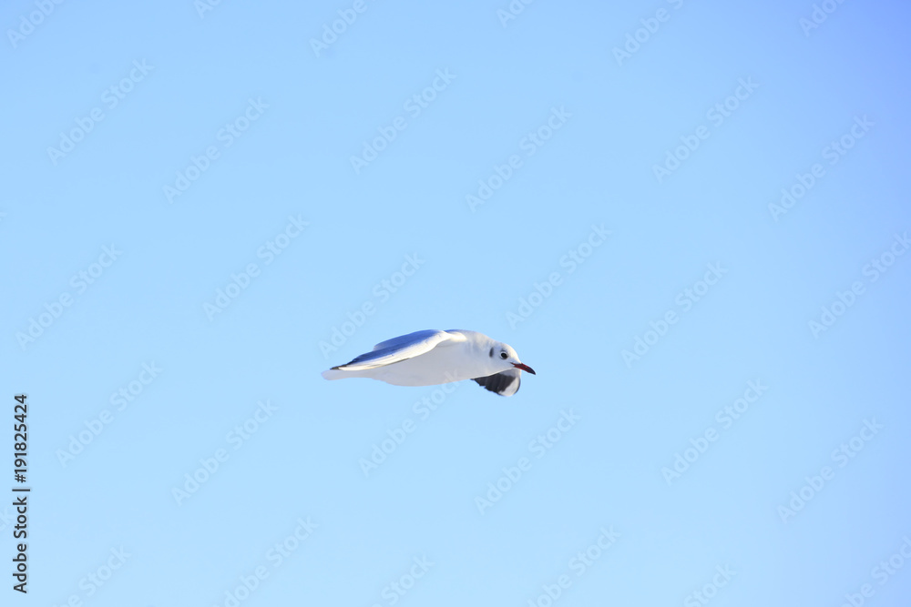 Fototapeta premium The beautiful seagulls are on the beach