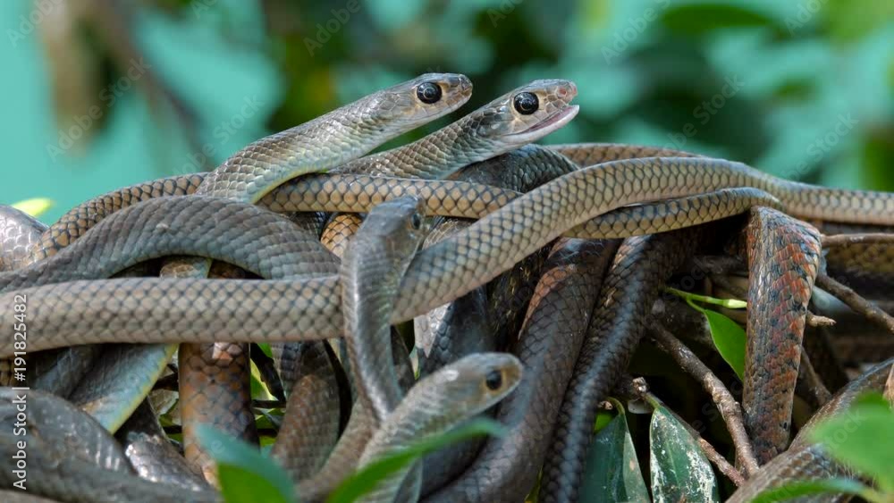 Close up video of an oriental rat snake lying on a tree branch. Close up video of an oriental rat snake lying on a tree branch.