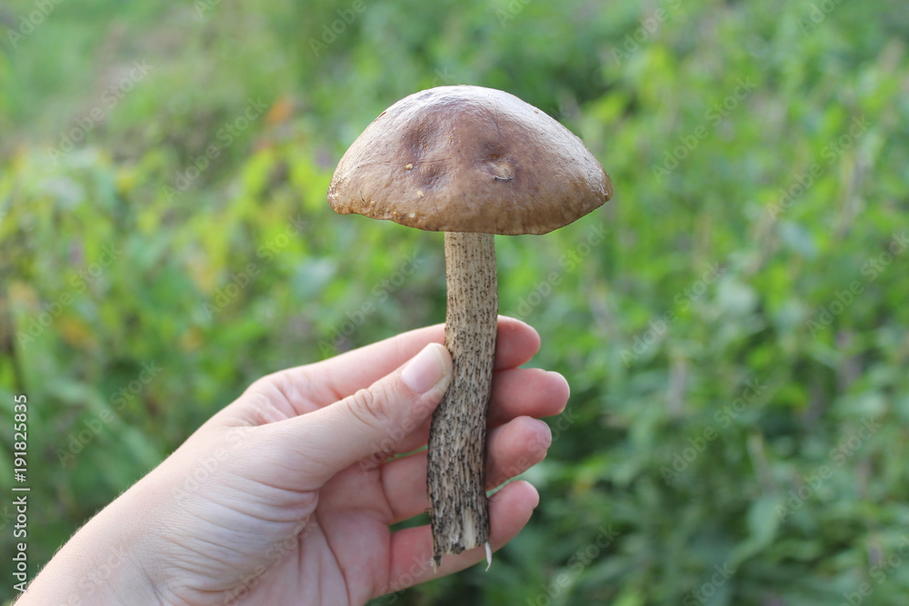 Hand is picking mushrooms. Mushroom picking in a forest during the autumn, in nature, natural. Hand is picking mushrooms. Mushroom picking in a forest during the autumn, in nature, natural.