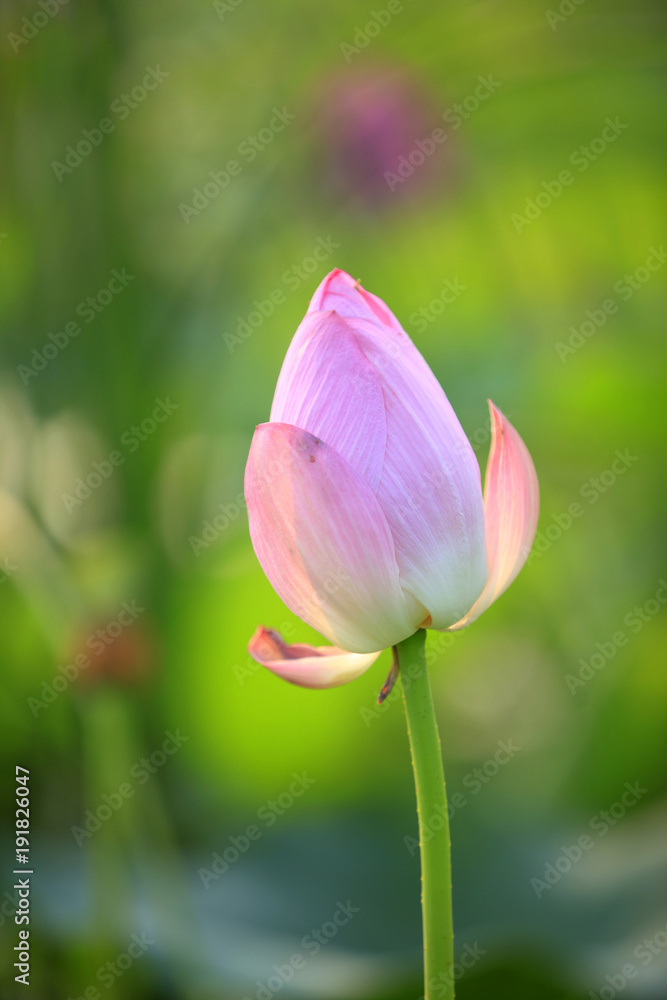 Lotus Lotus