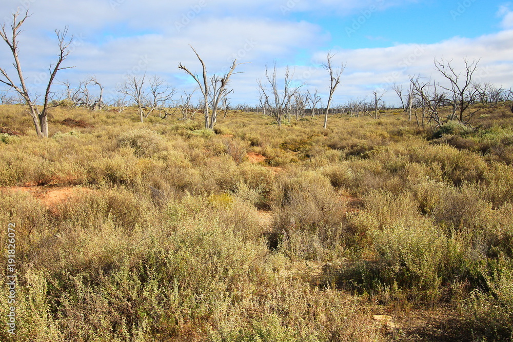 Rugged Nullarbor landscape, Australia Rugged Nullarbor landscape, Australia