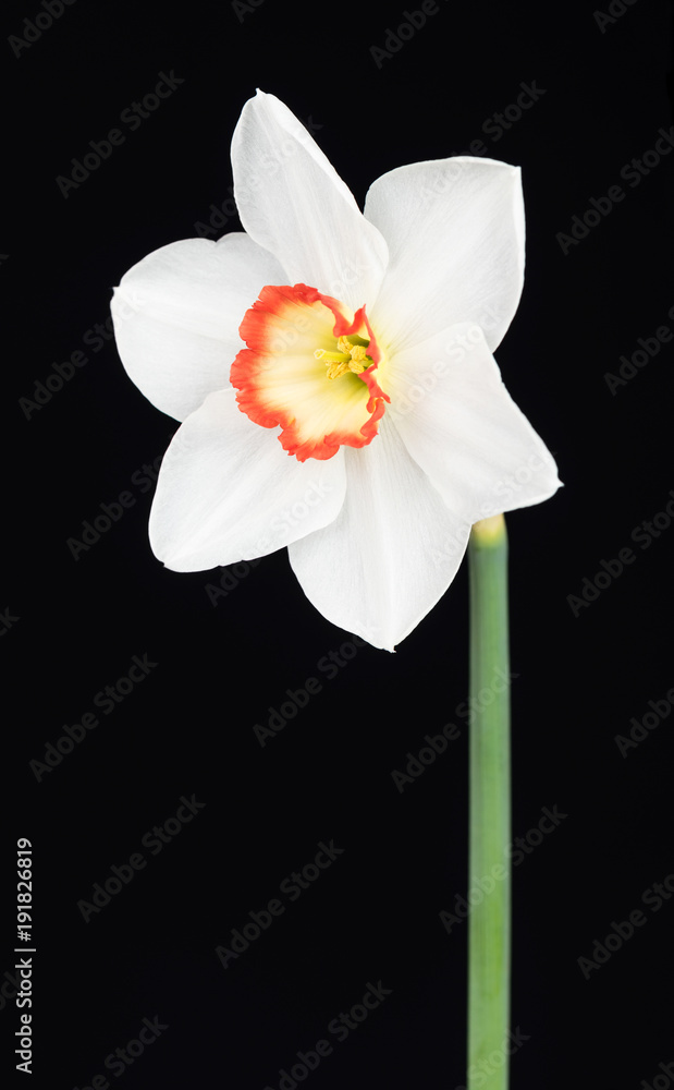 Fototapeta premium Bright spring narcissus