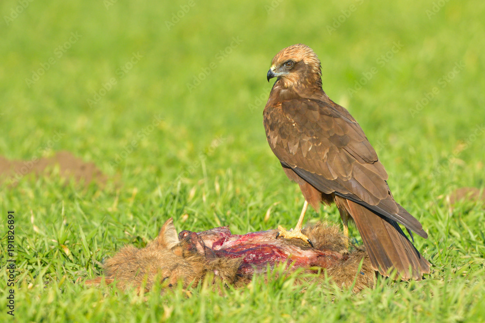 Fototapeta premium Marsh harrier (Circus aeruginosus)