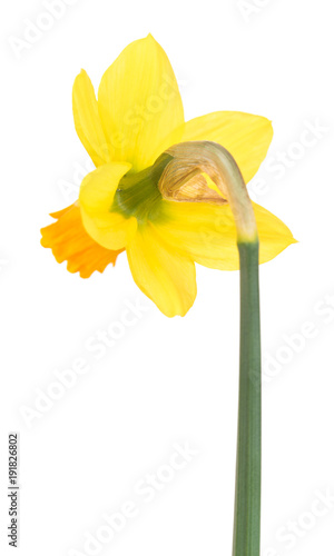 Fototapeta Naklejka Na Ścianę i Meble -  Bright spring narcissus