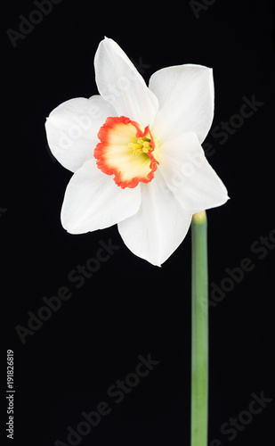 Fototapeta Naklejka Na Ścianę i Meble -  Bright spring narcissus