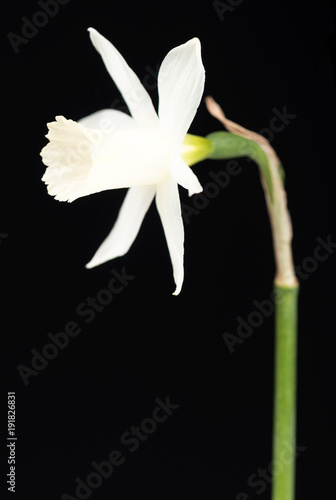 Fototapeta Naklejka Na Ścianę i Meble -  Bright spring narcissus